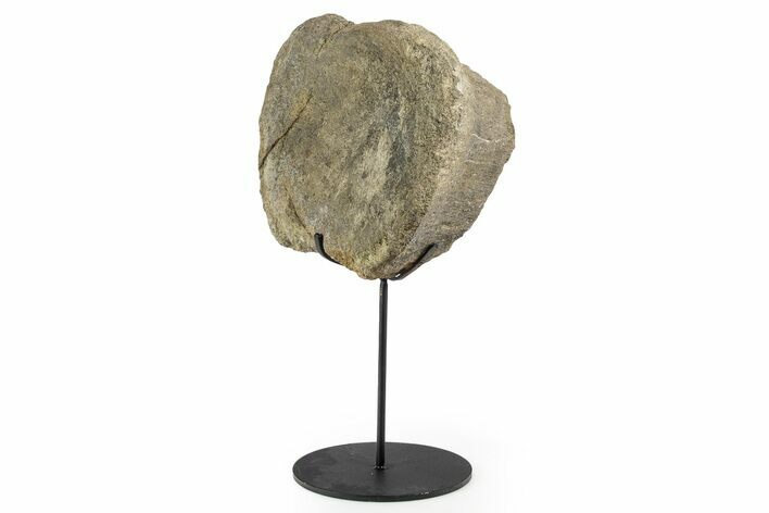 Fossil Sauropod Vertebra Section with Metal Stand - Colorado #339946